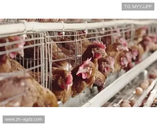 鲁能七月赛程生死劫：连战强敌如何破局突围